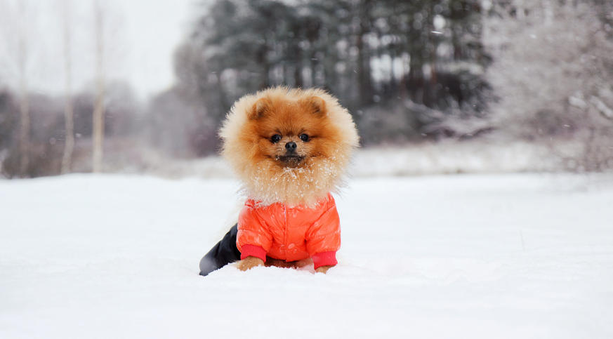 7 Ways to Keep You Beloved Pets Warm and Safe in Winter
