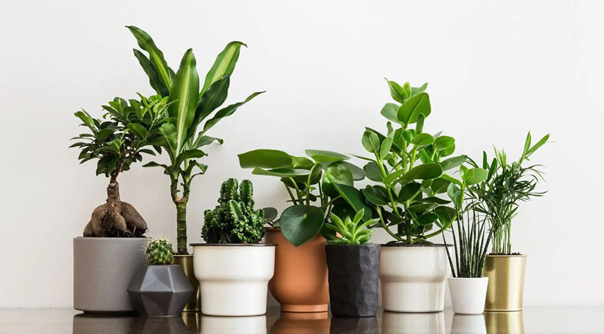 The Art and Science of Choosing the Perfect Plant Pots
